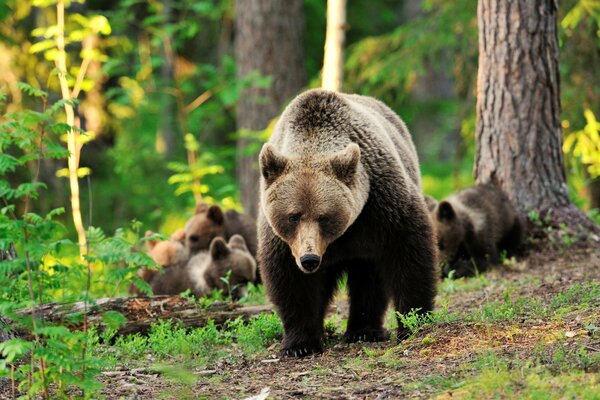 L orso protegge i suoi cuccioli