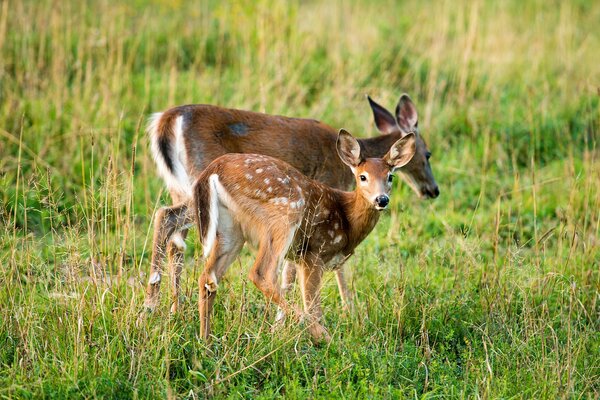 The fawn looks into the camera