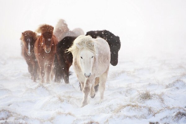 Horses run through the snow