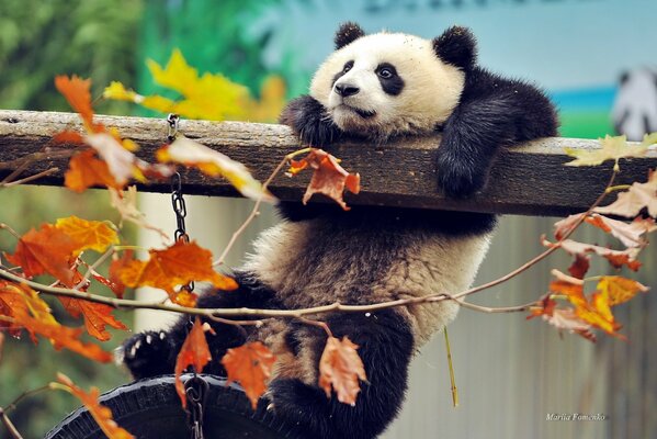 Panda przy gałęziach z jesiennymi liśćmi