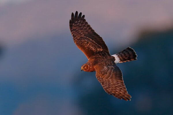 A flying bird on a blue background