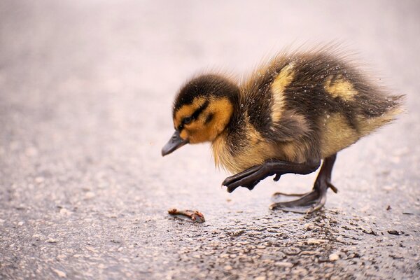 A little duckling trying to catch a caterpillar