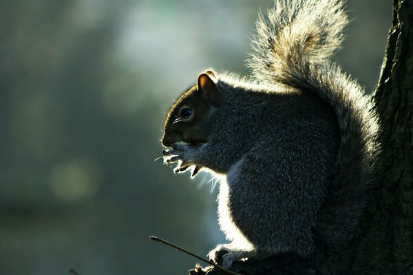 A little squirrel with a fluffy tail