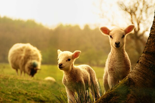 Ein Schaf und zwei Lämmer in der Natur