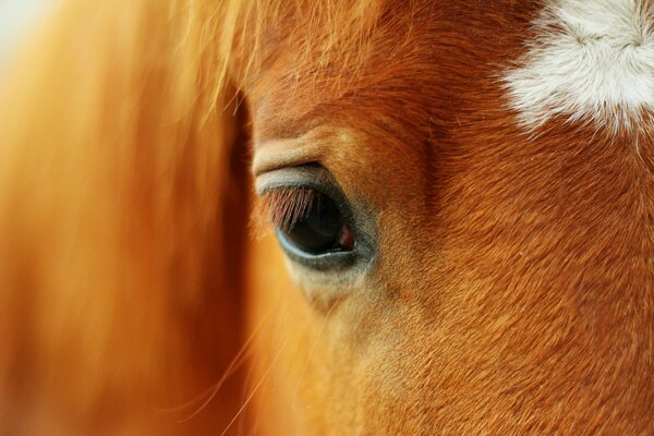 The eye of a red horse with a spot on its forehead