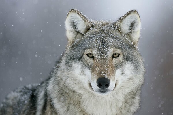 Der tiefe Blick des Wolfes. Schnee