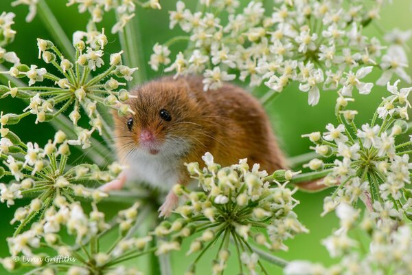 Drôle petite souris assis sur une branche