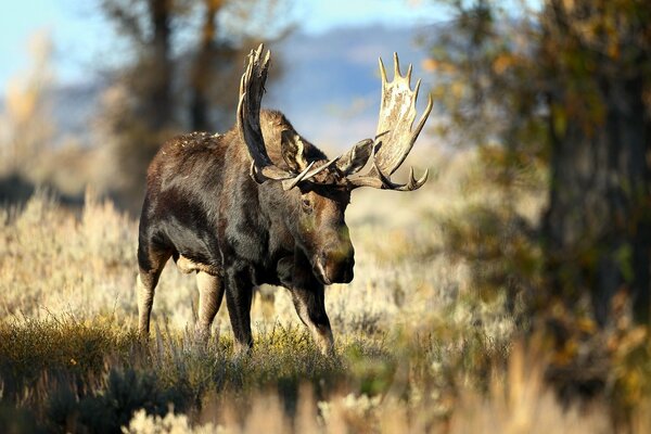 Massive moose in the wild