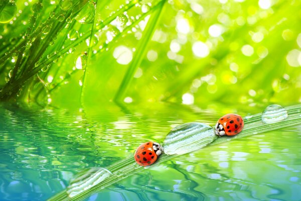 Ladybugs drink from a dewdrop