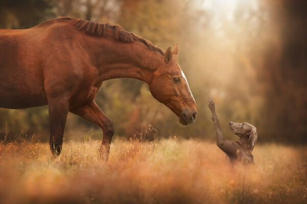 Treffen von Pferd und Hund im Gras