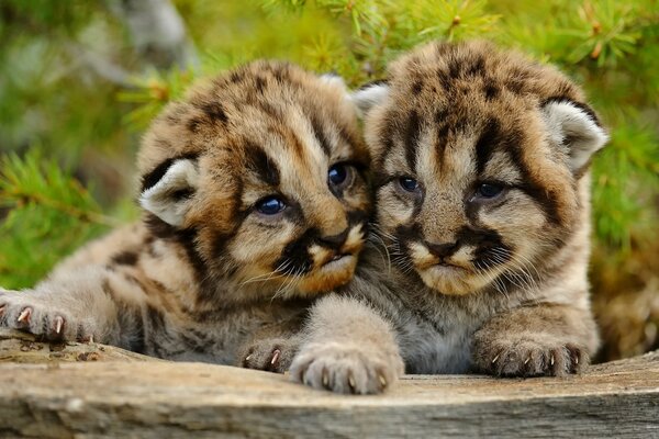 Two cute little mountain lion cubs