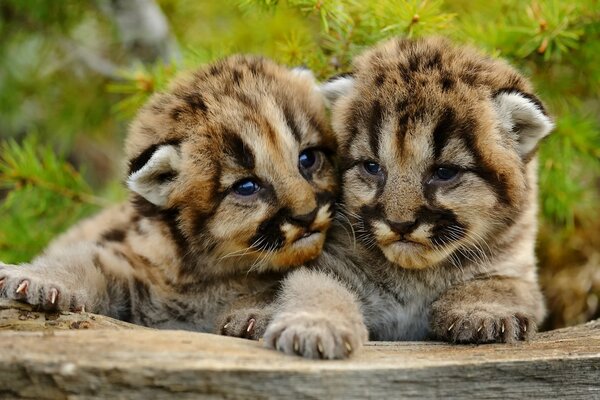 Два милых маленьких горных львенка
