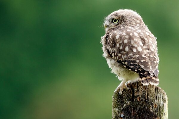 Mignon hibou regarde au loin