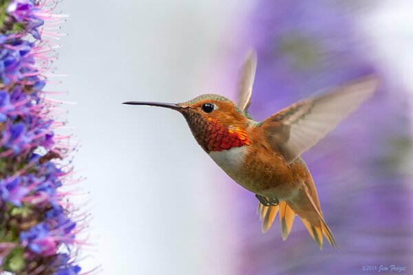 Vuelo del colibrí hacia las flores de color lila