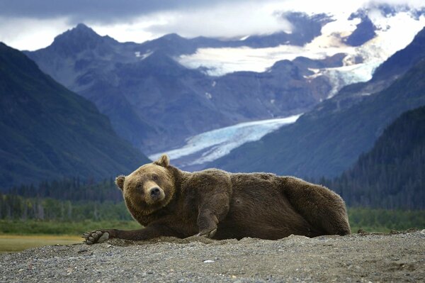 Orso grizzly si trova sullo sfondo delle montagne