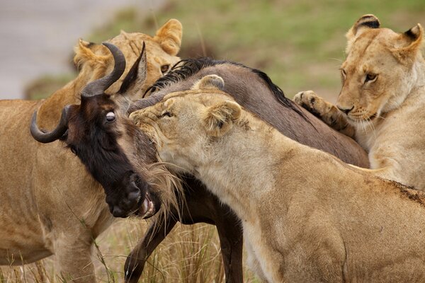 Löwenpracht hat die Antilope getrieben