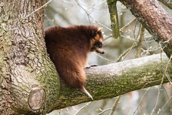 Un mapache se sube a una rama gruesa