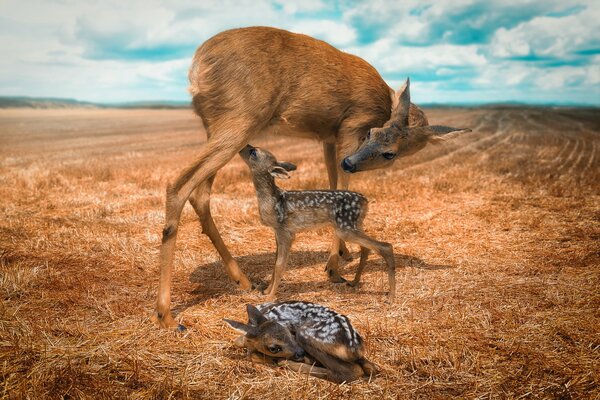 El venado en el campo alimenta a la descendencia