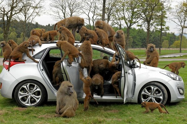 Una familia de monos ataca un coche