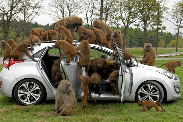 Une famille de singes attaqués par une voiture