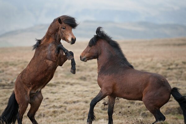 Pferde in der Steppe lieferten sich eine Schlägerei