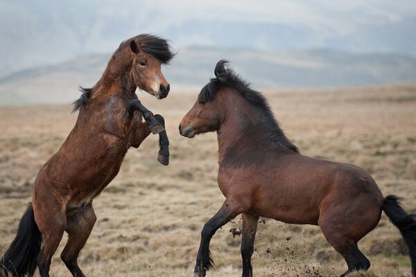 I cavalli nella steppa hanno litigato