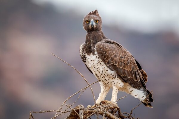 Oiseau de la faune