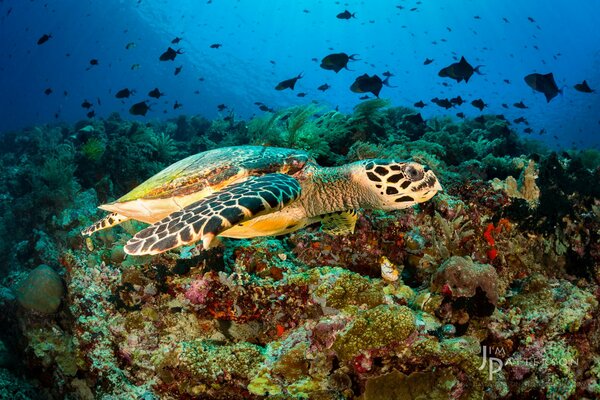 Mar, belleza profunda con peces y una hermosa tortuga