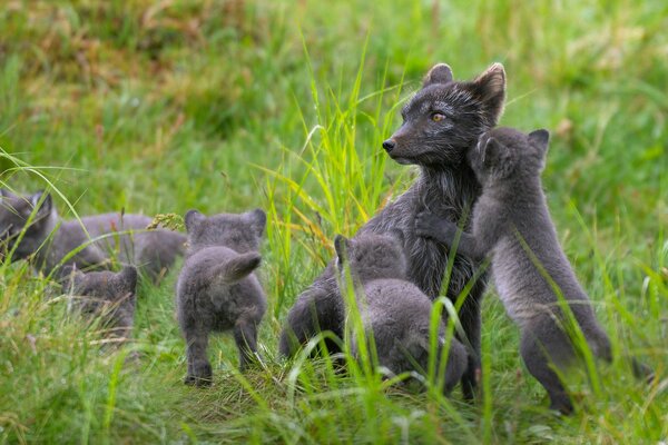 A family of polar foxes on a walk