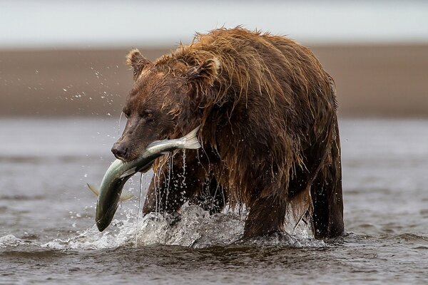 L ours revient de la rivière avec une prise