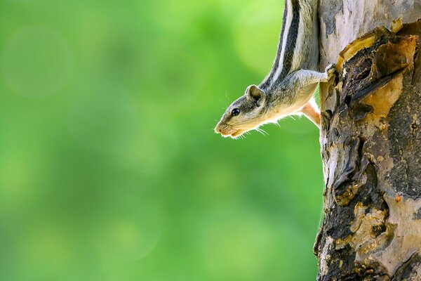 Ardilla en el tronco de un árbol