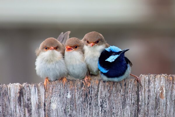 Songbirds on the fence