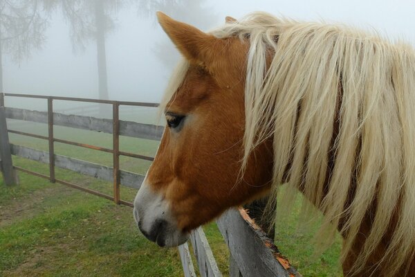 The misty color of the world in the mustang s mane