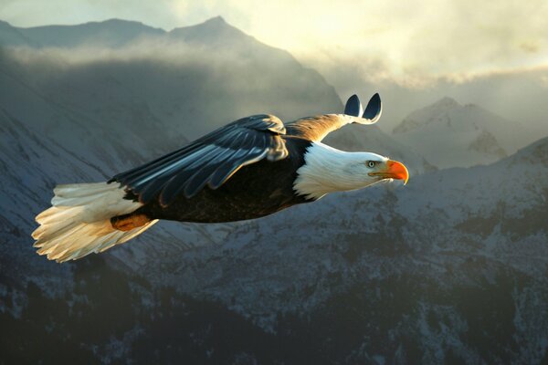 Oiseau de proie planant dans les montagnes