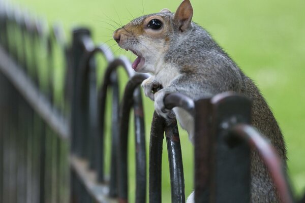 Es ist erstaunlich, ein Eichhörnchen zu sehen, das am Zaun sitzt