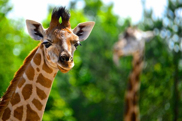 Netter Blick einer hohen Giraffe