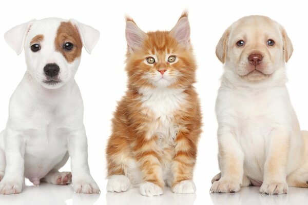 Pequeños cachorros y un gatito sobre un fondo blanco