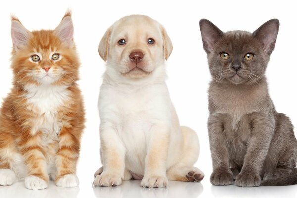 Chaton Burma, chiot Labrador et chaton Maine Coon