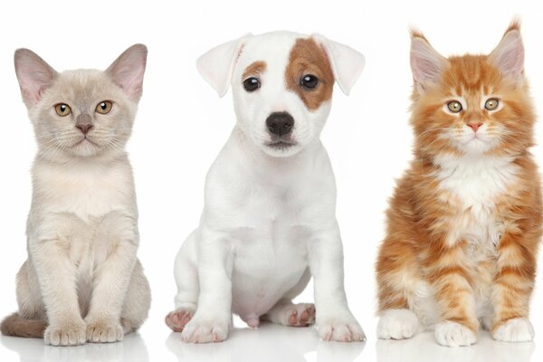 Burma, Jack Russell e Maine Coon