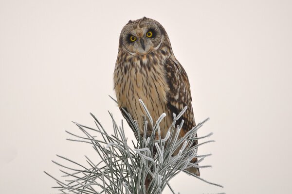 Búho sentado en un árbol de coníferas