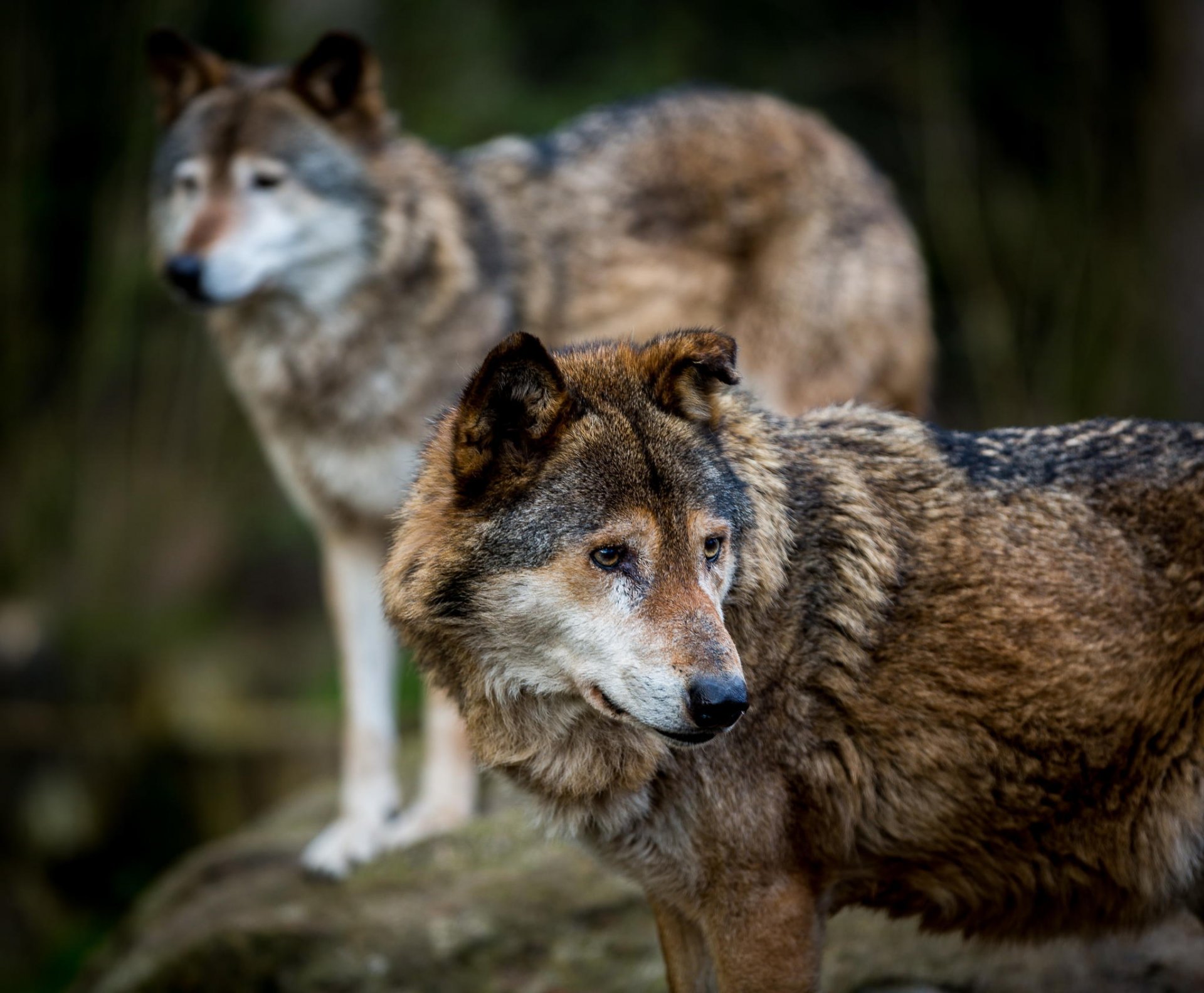 loups prédateurs faune