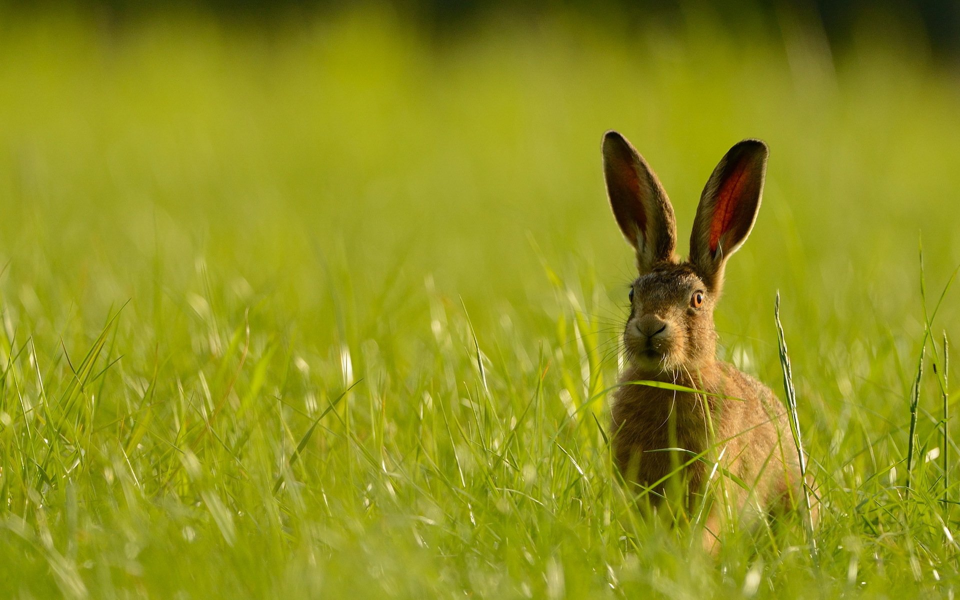 hare nature summer