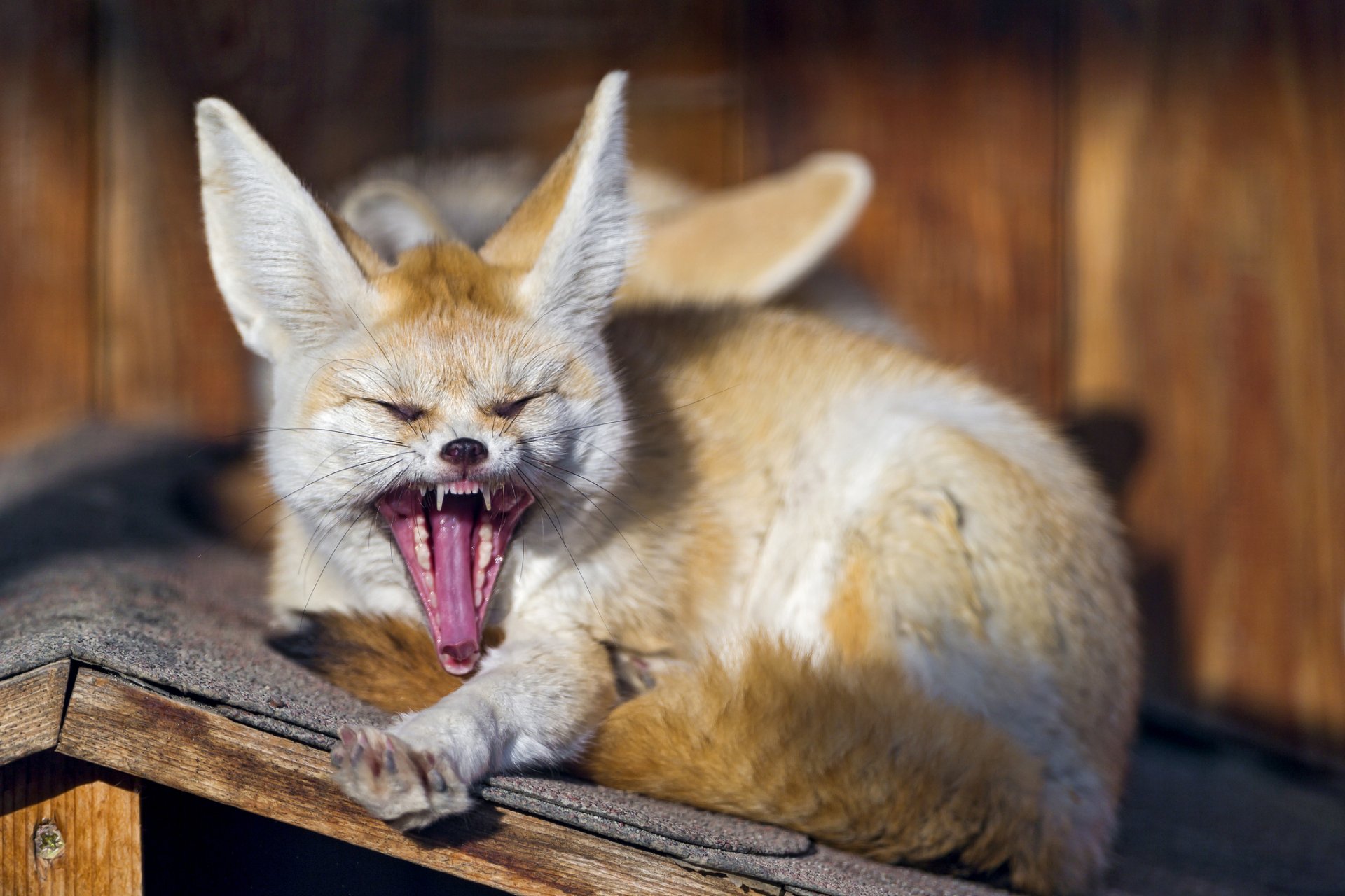 fox fenech yawns face fangs © tambako the jaguar