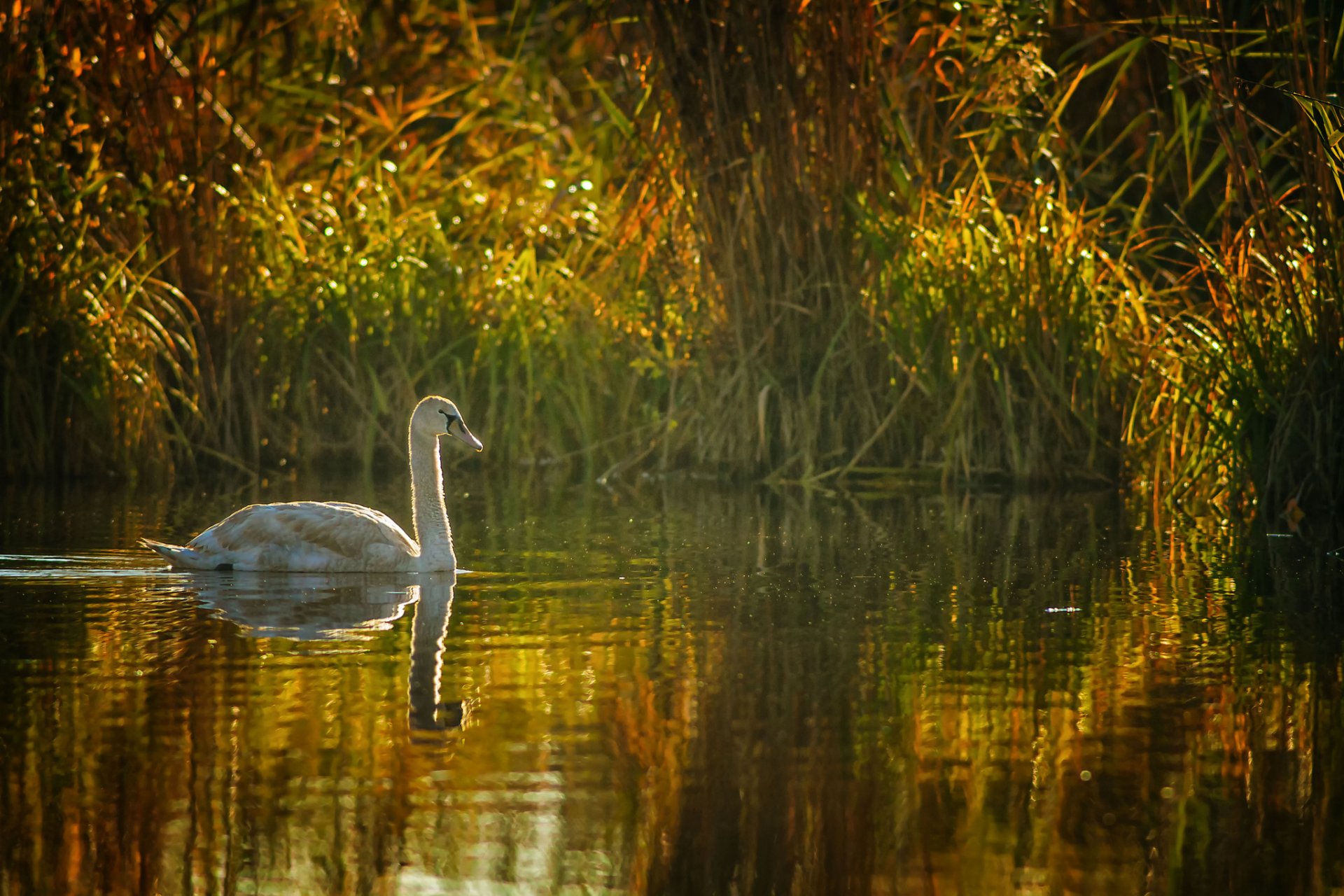 lake pond reed swan