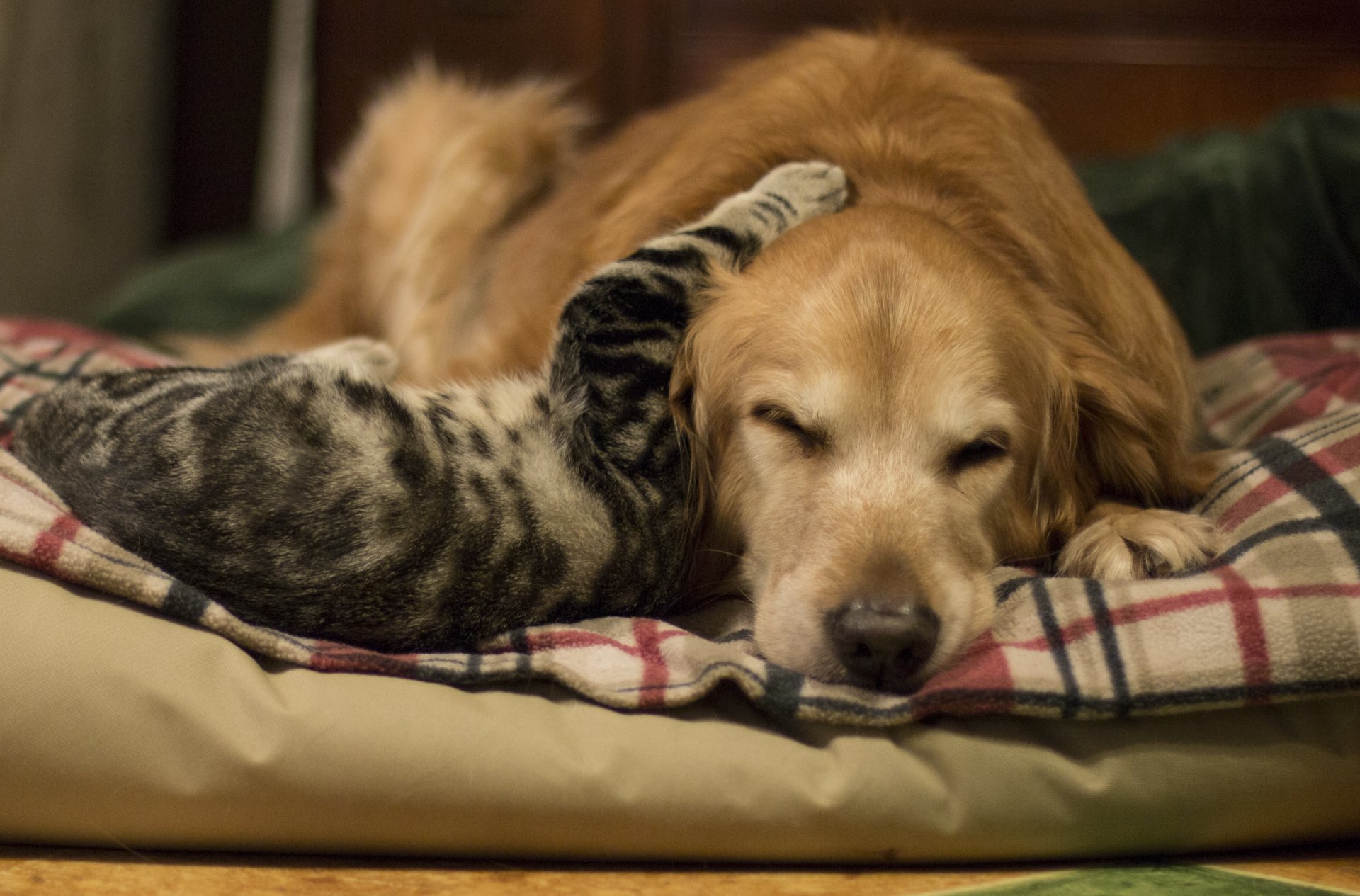 hund katze freundschaft hintergrund