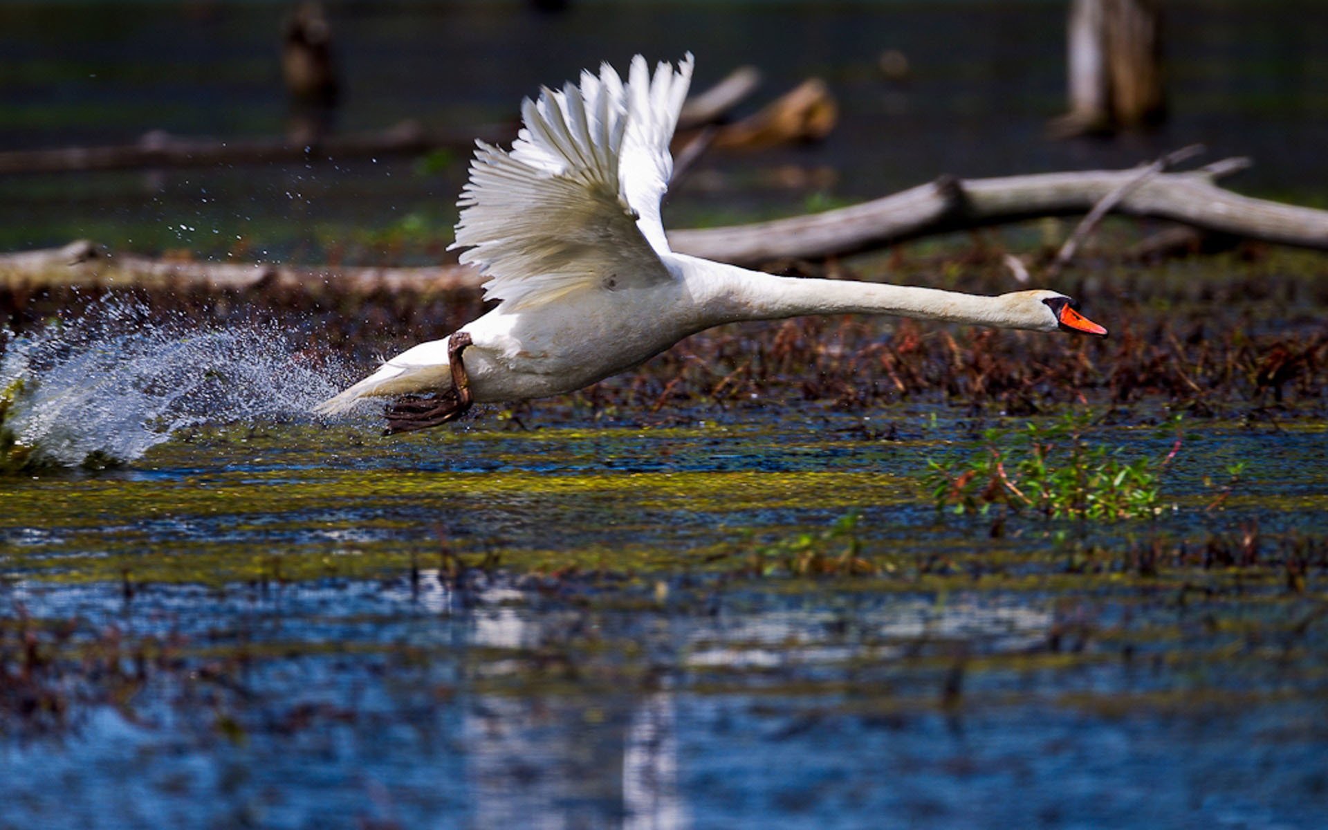 blanco cisne pájaro alas plumas lago estanque gotas salpicaduras agua cuello dispersión