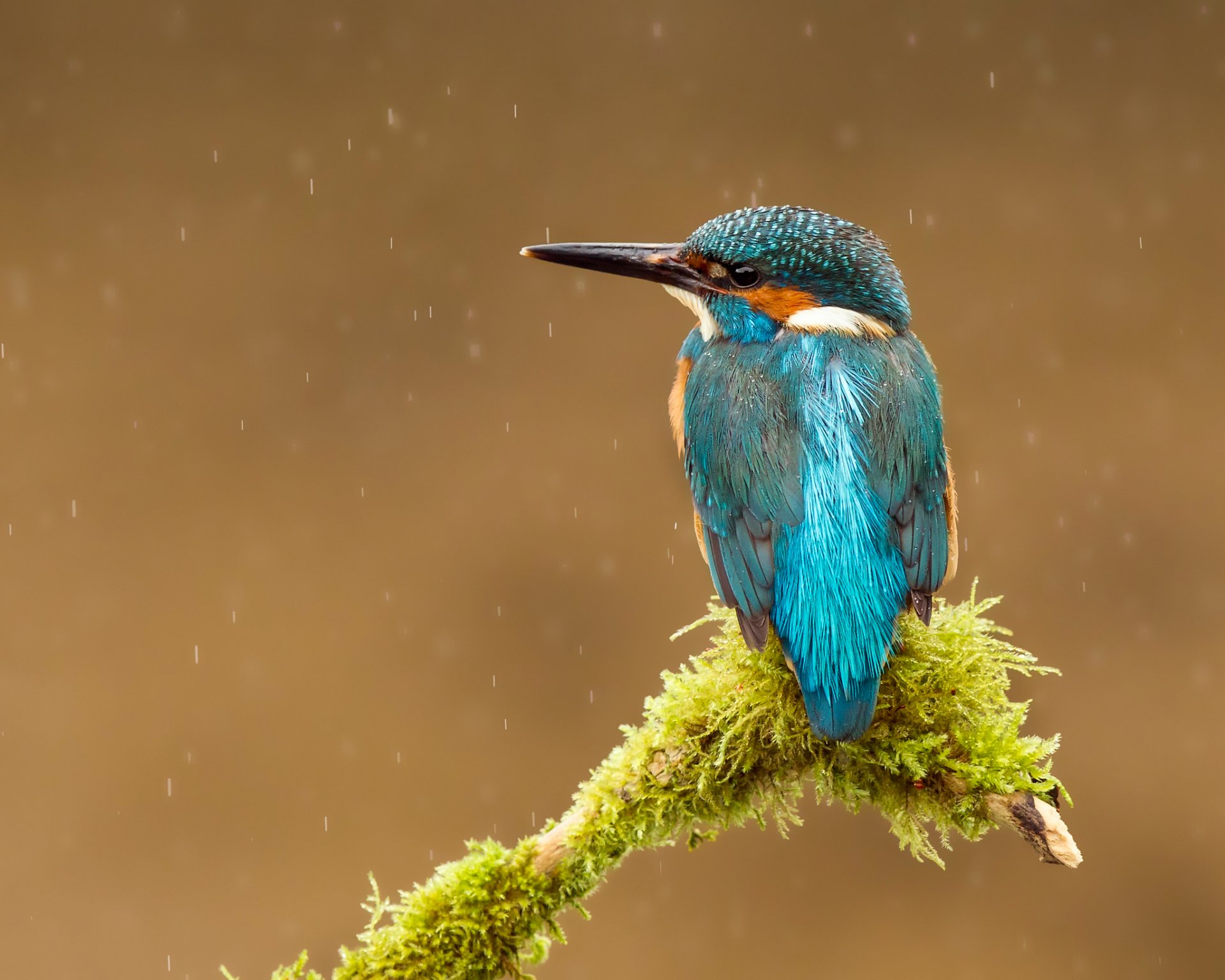 uccello martin pescatore comune alcedo atthis martin pescatore gocce becco ramo pioggia