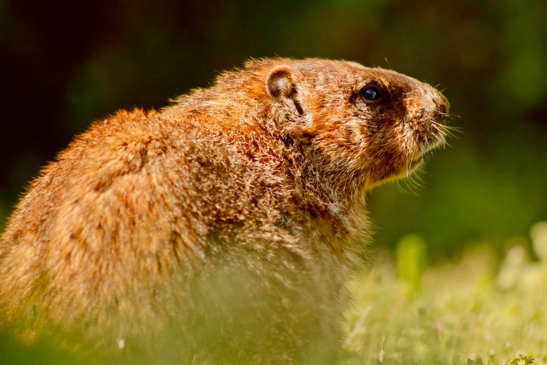 marmota roedor vida silvestre