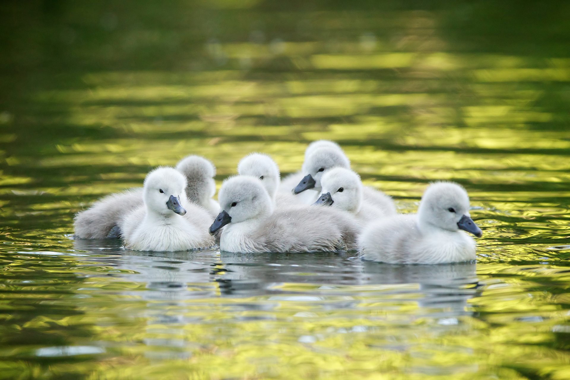 cygnes poussins eau bébés cygnes