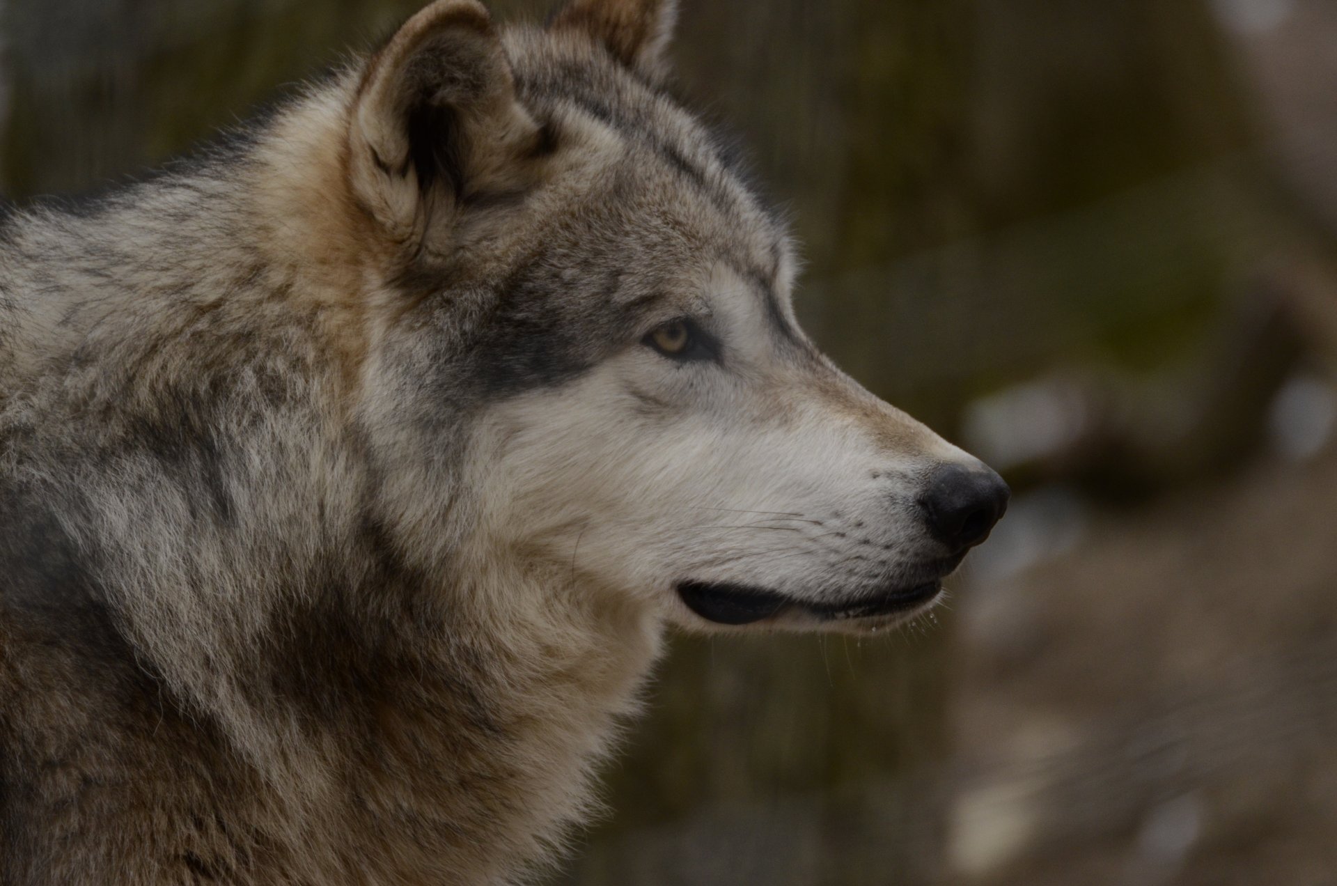 loup prédateur vue volière